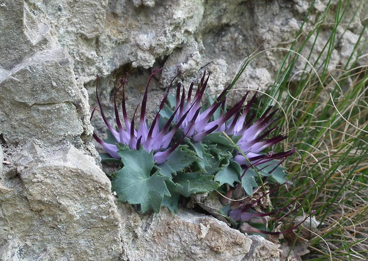 Physoplexis comosa / Raponzolo di roccia